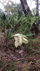 Asimina angustifolia image