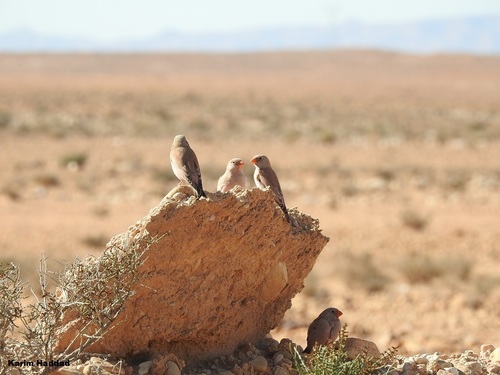 Trumpeter Finch
