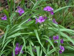 Tradescantia ernestiana