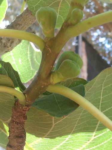 common fig