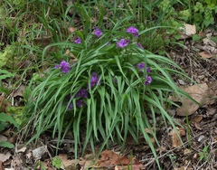 Tradescantia ernestiana