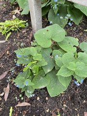 Brunnera