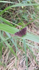 Pellicia
