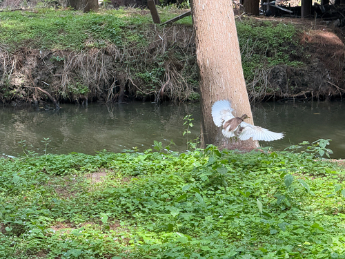 Chinese Pond-Heron