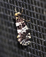 Ardiosteres moretonella