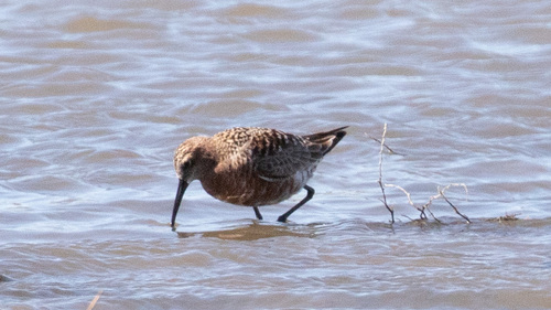 iNaturalist image