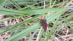 Pellicia