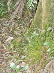Carex subviridis