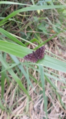 Pellicia