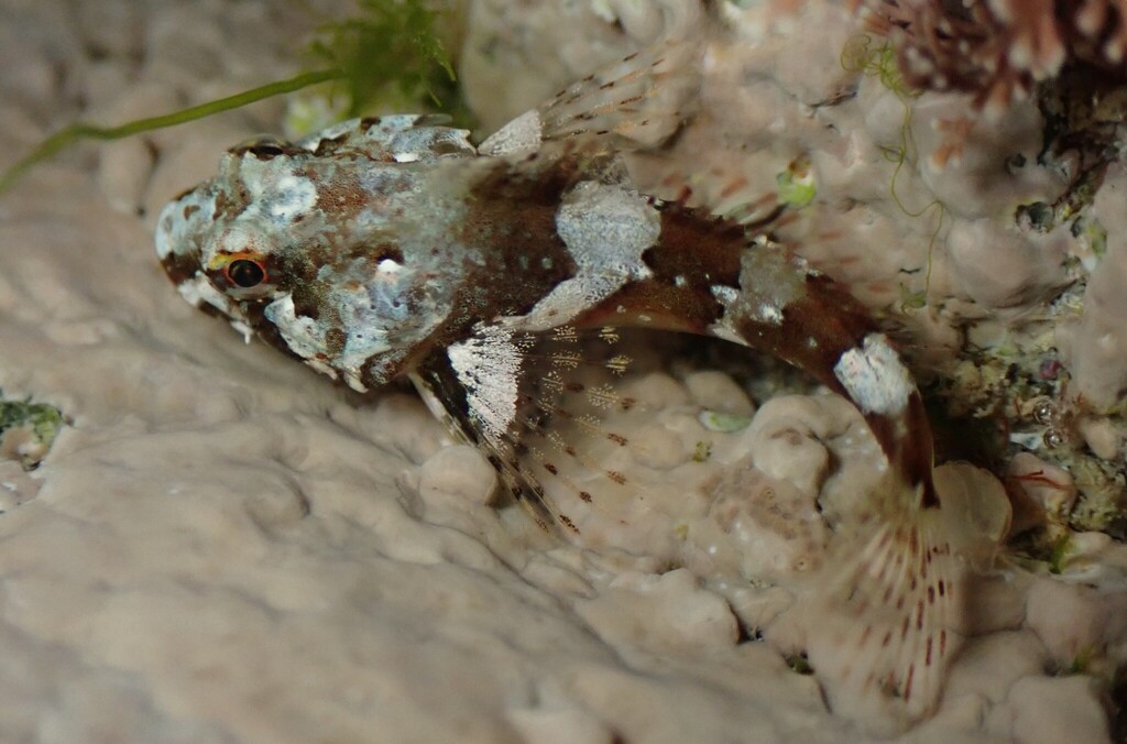 Fatherlasher (Taurulus bubalis) — Cottidae