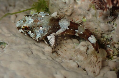 Fatherlasher (Taurulus bubalis) — Cottidae
