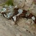 Long-spined sea scorpion