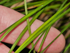 Carex subviridis