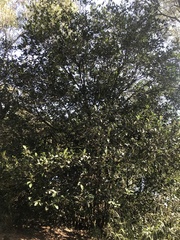 Planchonella australis