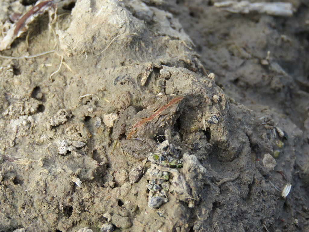 Hensel’s Swamp Frog