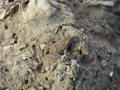 Pseudopaludicola falcipes