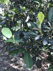 Planchonella australis