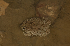 Anaxyrus speciosus