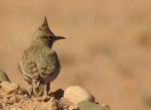 Crested Lark