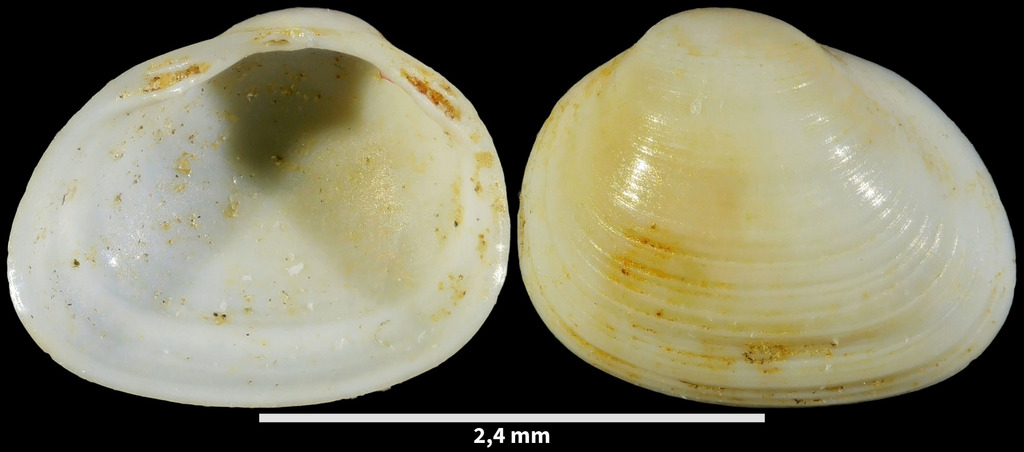 Rosy Pea Mussel