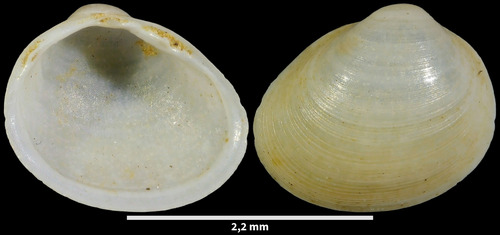 Porous Pea Mussel