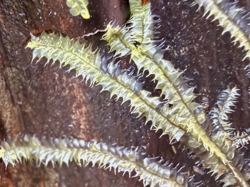 Lophocolea hawaica observed 2026-05-25
