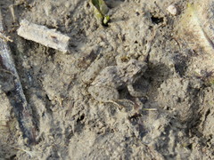 Pseudopaludicola falcipes