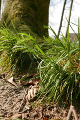 Poa bulbosa