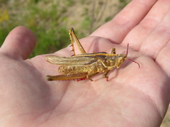 Staleochlora viridicata