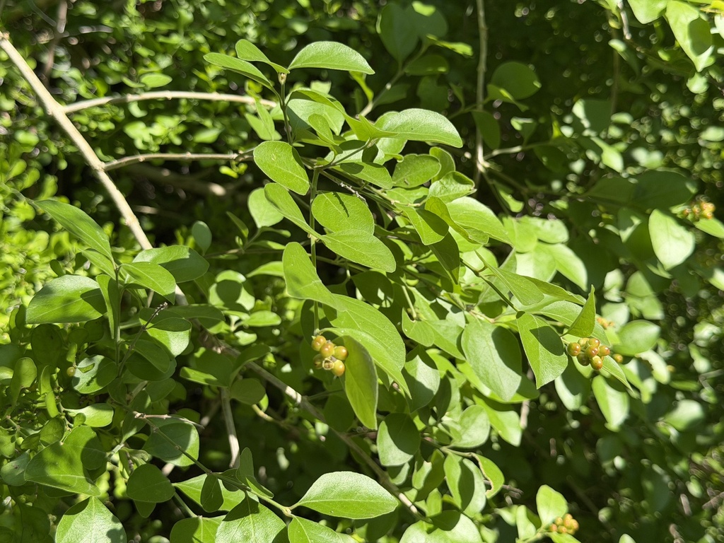 Citharexylum berlandieri; photograph (c) Ian McFaul, some rights reserved (CC BY)