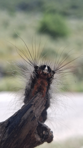Spongy Moth