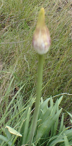 Agapanthus campanulatus
