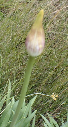 Agapanthus campanulatus, photograph 2