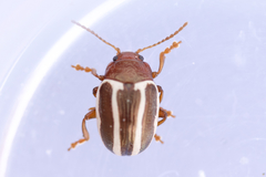 Calligrapha bidenticola