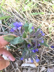 Pulmonaria angustifolia