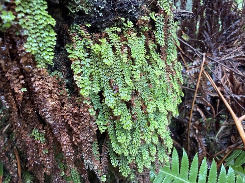 Adenophorus hymenophylloides observed 2026-05-25