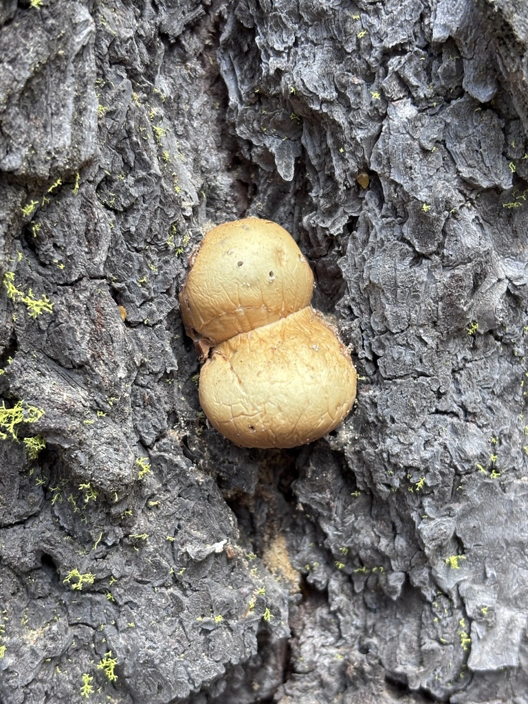 Veiled Polypore · May 2026 · photo: Photo: (c) reagan peschke, some rights reserved (CC BY) · iNaturalist