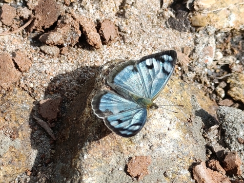 Dynamine meridionalis