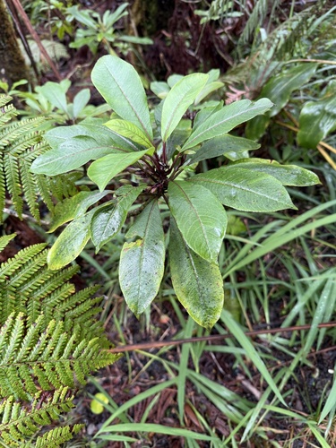 Clermontia parviflora, photograph 2