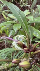 Clermontia parviflora