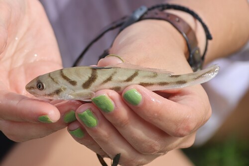 Kingfish (Menticirrhus saxatilis) — Sciaenidae — 3