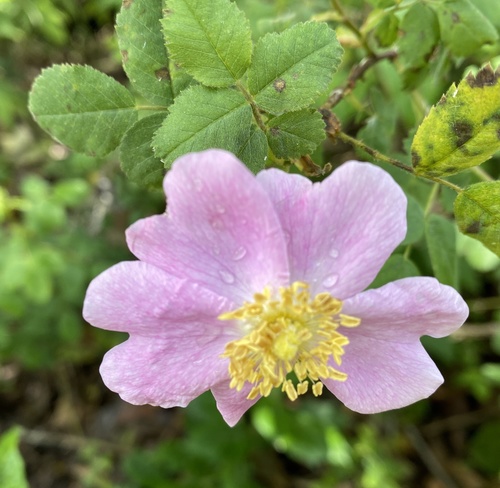 iNaturalist observation photo of California Wild Rose
