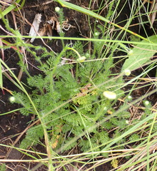Cotula hispida