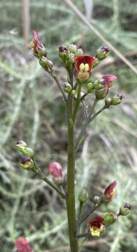 iNaturalist observation photo of California beeplant