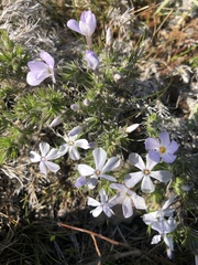 Phlox hoodii