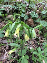 Uvularia