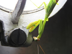 Stagmatoptera hyaloptera