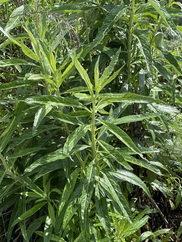 iNaturalist observation photo of California mugwort
