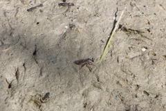 Laphystia