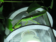 Stagmatoptera hyaloptera